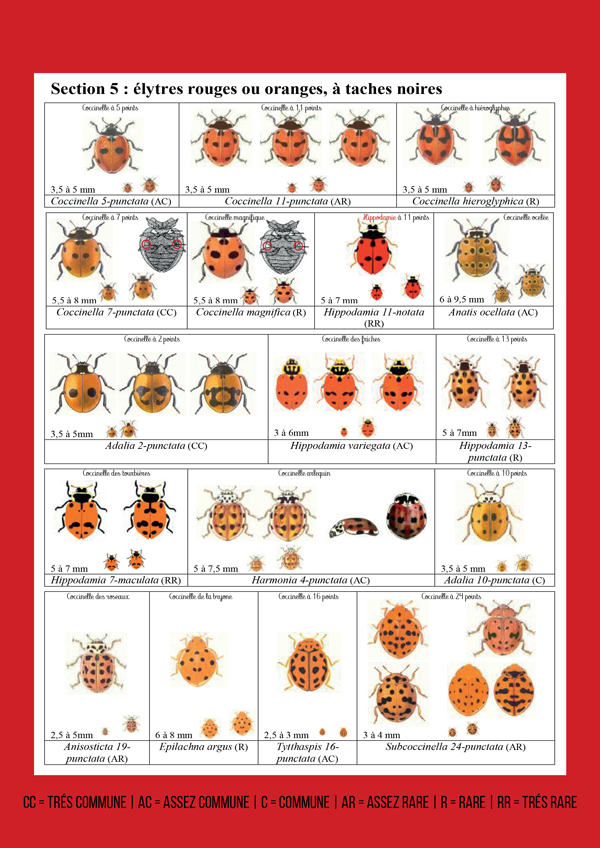 Clé_détermination_coccinelles_Wallonie-3